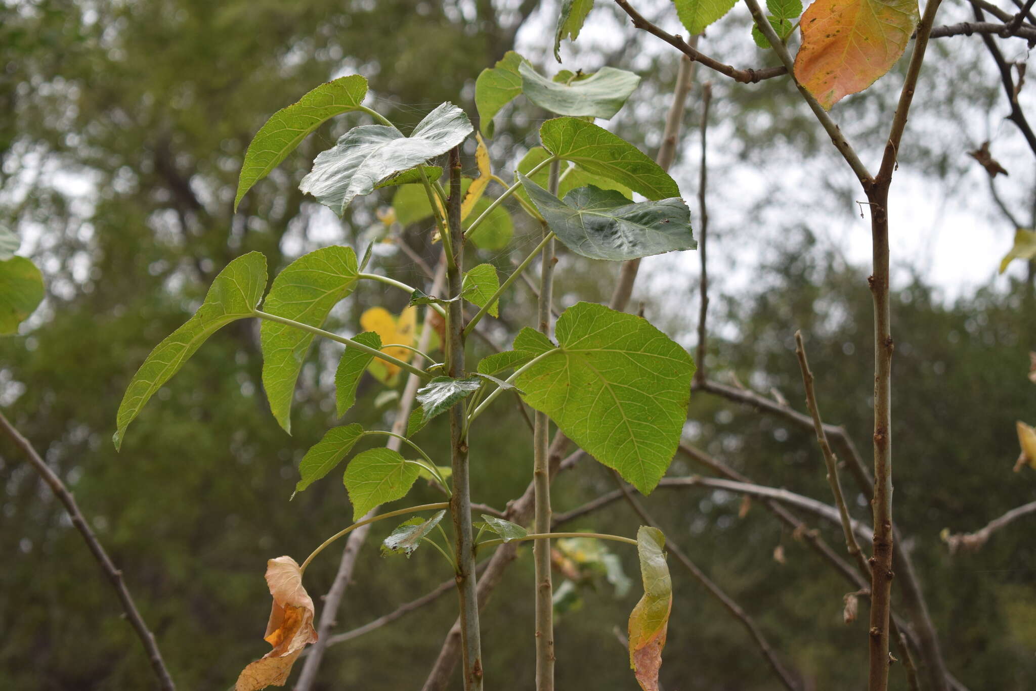 Image of Jatropha vernicosa Brandegee