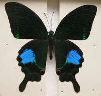 Image of Papilio paris Linnaeus 1758