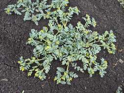 Image of Playa Yellow Scorpion-Weed