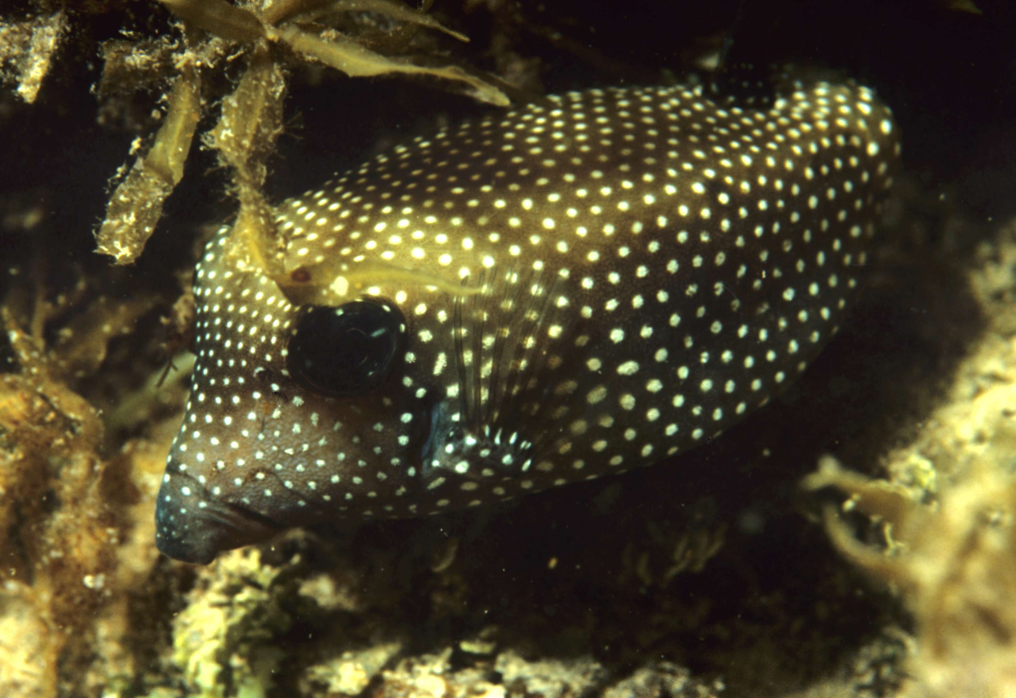 Image of Spotted boxfish