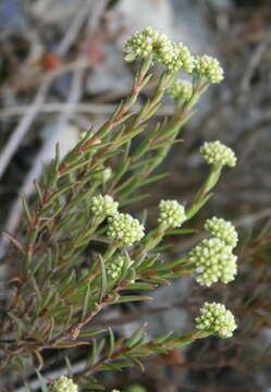 Image of Crassula subulata L.