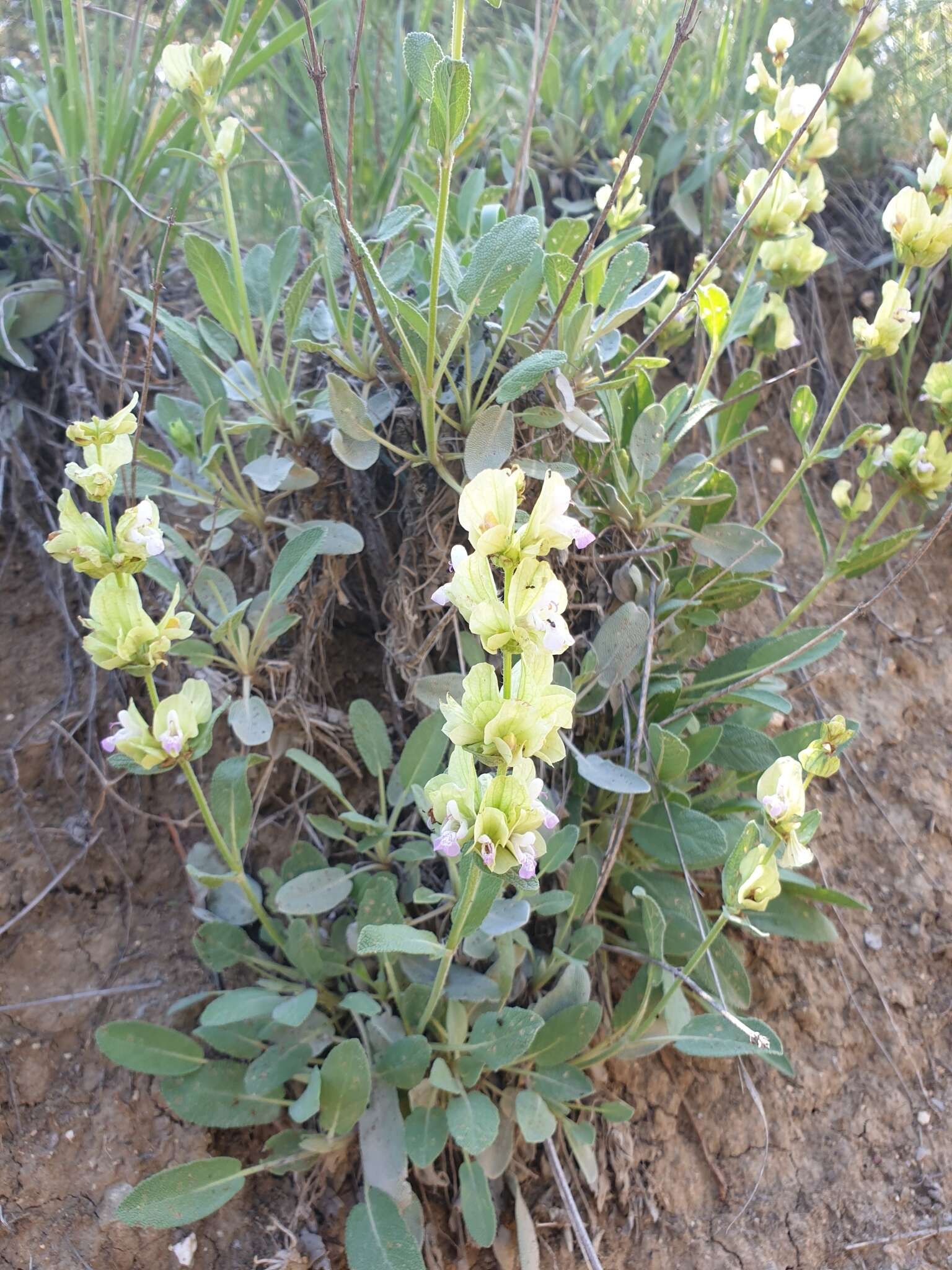 Sivun Salvia absconditiflora Greuter & Burdet kuva