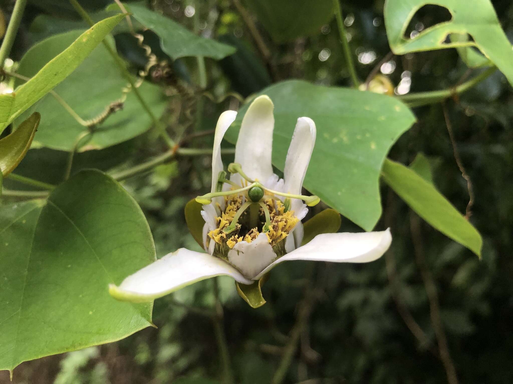 Слика од Passiflora bicornis Mill.