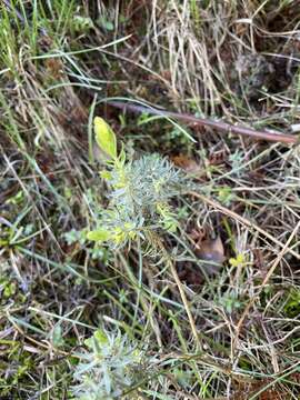 Image of Thymelaea ruizii Loscos ex Casav.