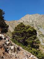Image of Cordilleran Cypress