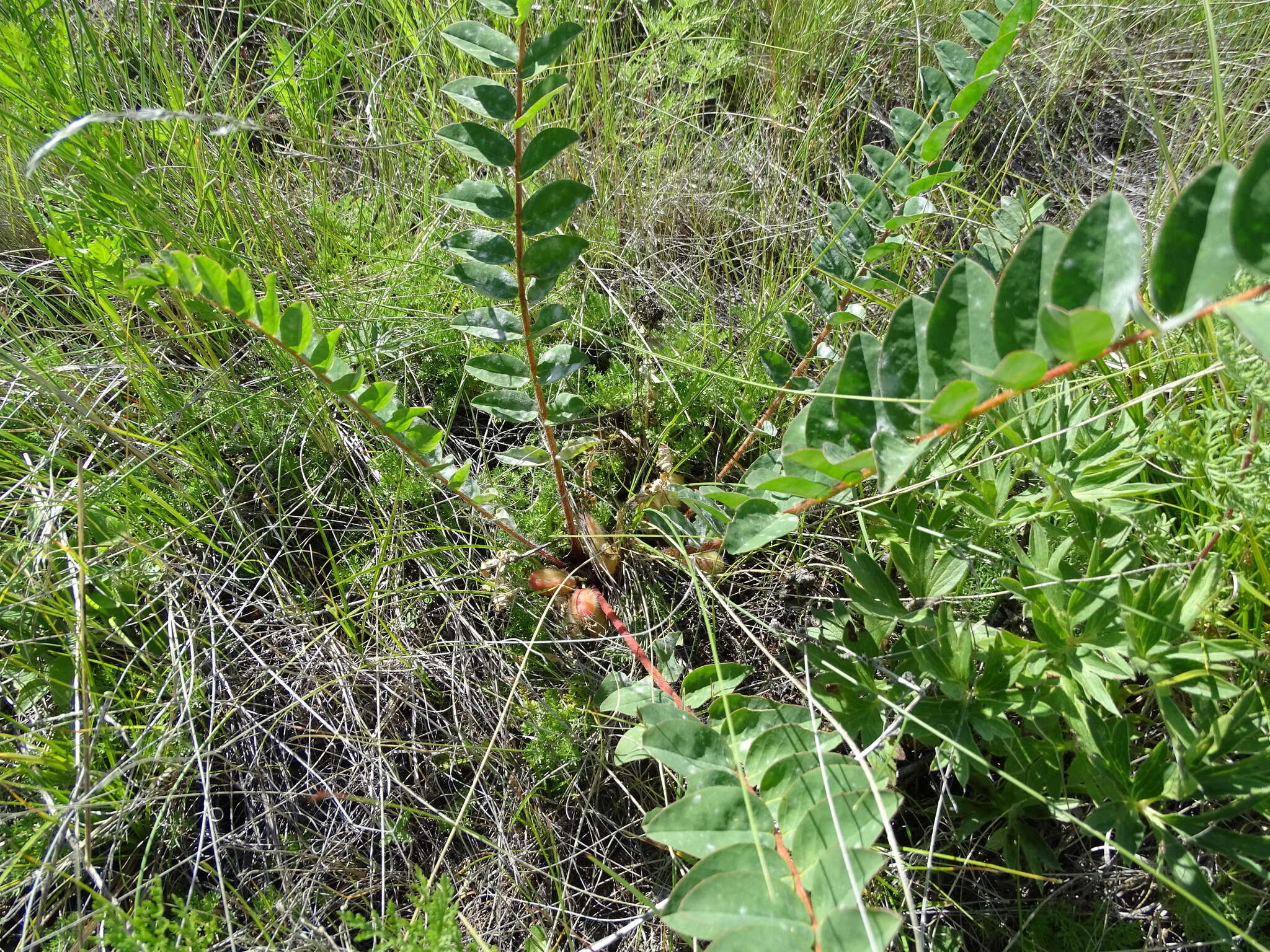 Imagem de Astragalus schanginianus Pall.