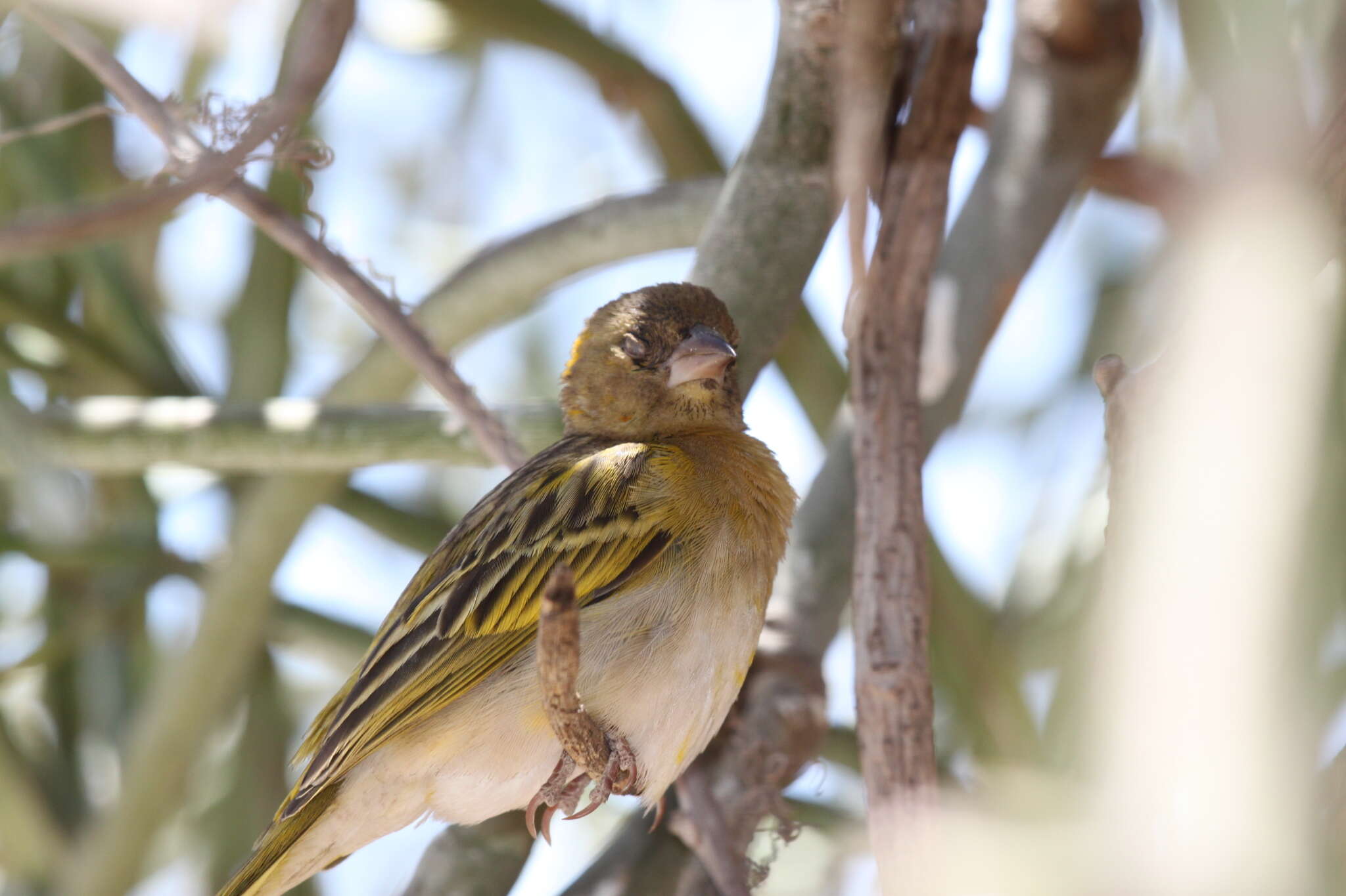 Image of Speke's Weaver