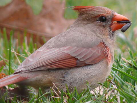 Слика од Cardinalis Bonaparte 1838