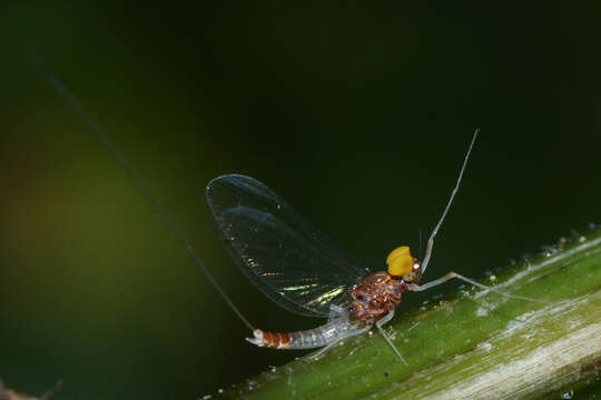 Image of Baetis fuscatus (Linnaeus 1761)