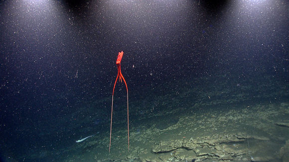 Image of Mastigoteuthis