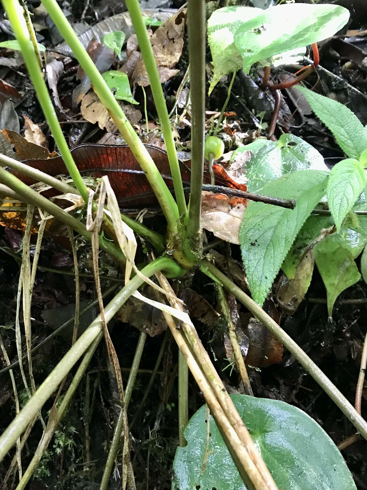 Image of Anthurium talamancae Engl.