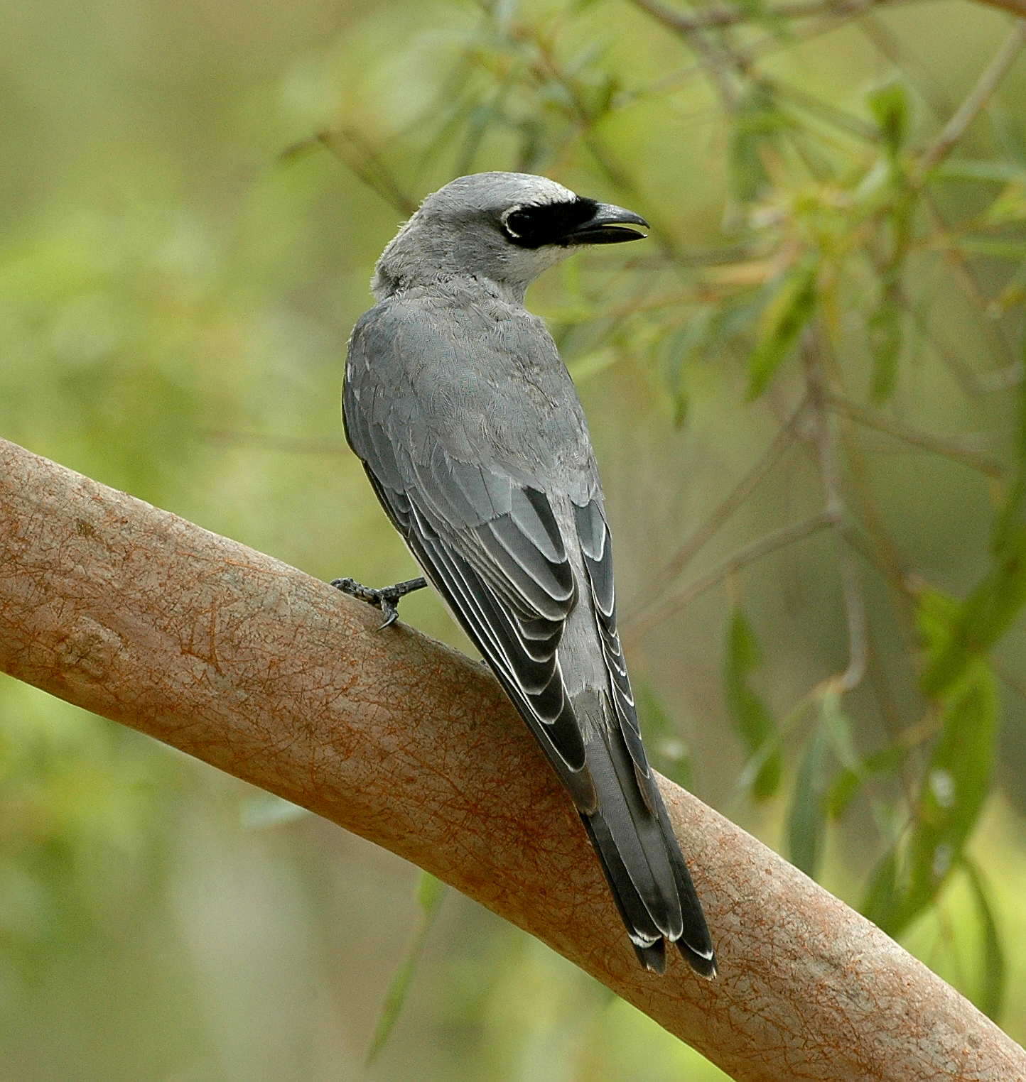 Imagem de Coracina papuensis (Gmelin & JF 1788)