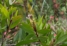 صورة Callistemon citrinus (Curtis) Skeels