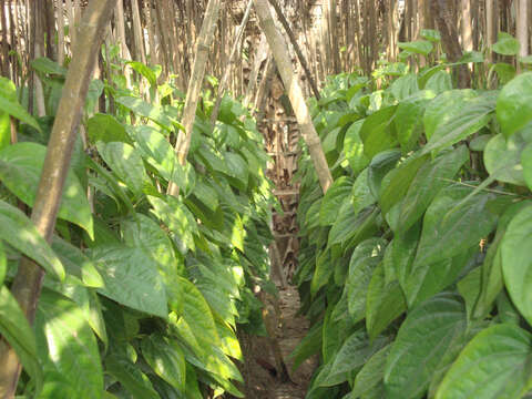 Image of Betel pepper