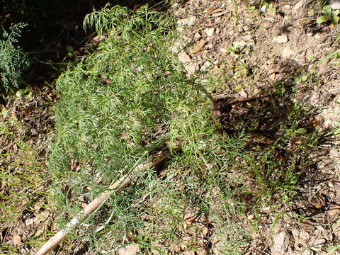 صورة Ferula glauca L.