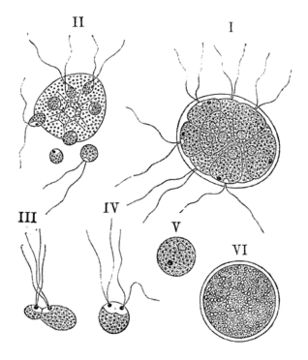Image of Pandorina
