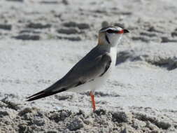 Image of Grey Pratincole