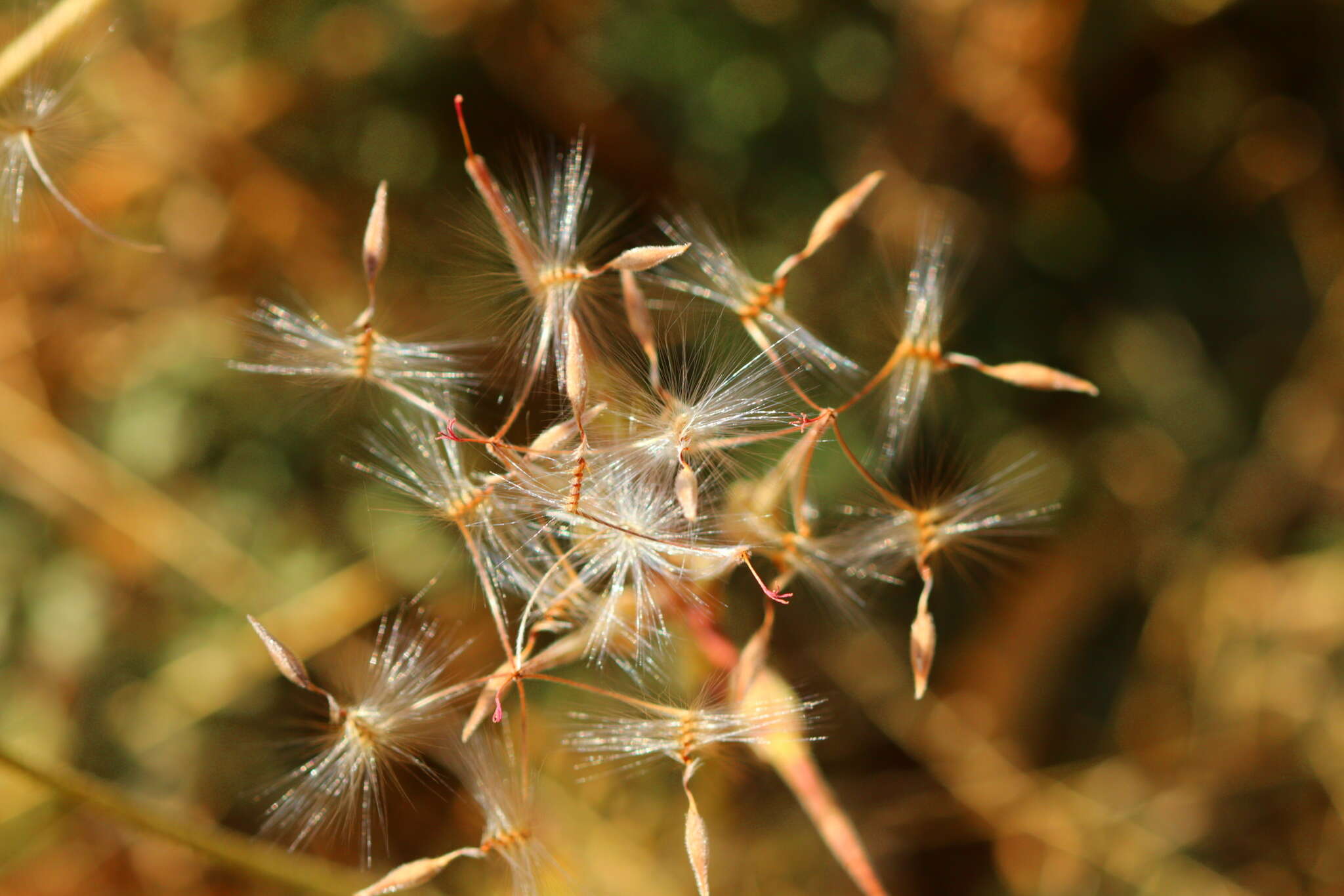 Image of Rock pelargonium