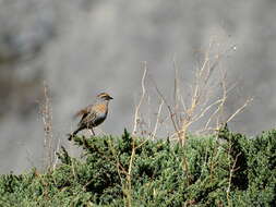 Image of Rufous-breasted Accentor