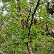 Image of Bauhinia bowkeri Harv.