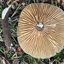 صورة Lactarius lignyotellus A. H. Sm. & Hesler 1962