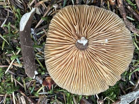 Слика од Lactarius lignyotellus A. H. Sm. & Hesler 1962