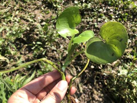 Image of kidneyleaf mudplantain