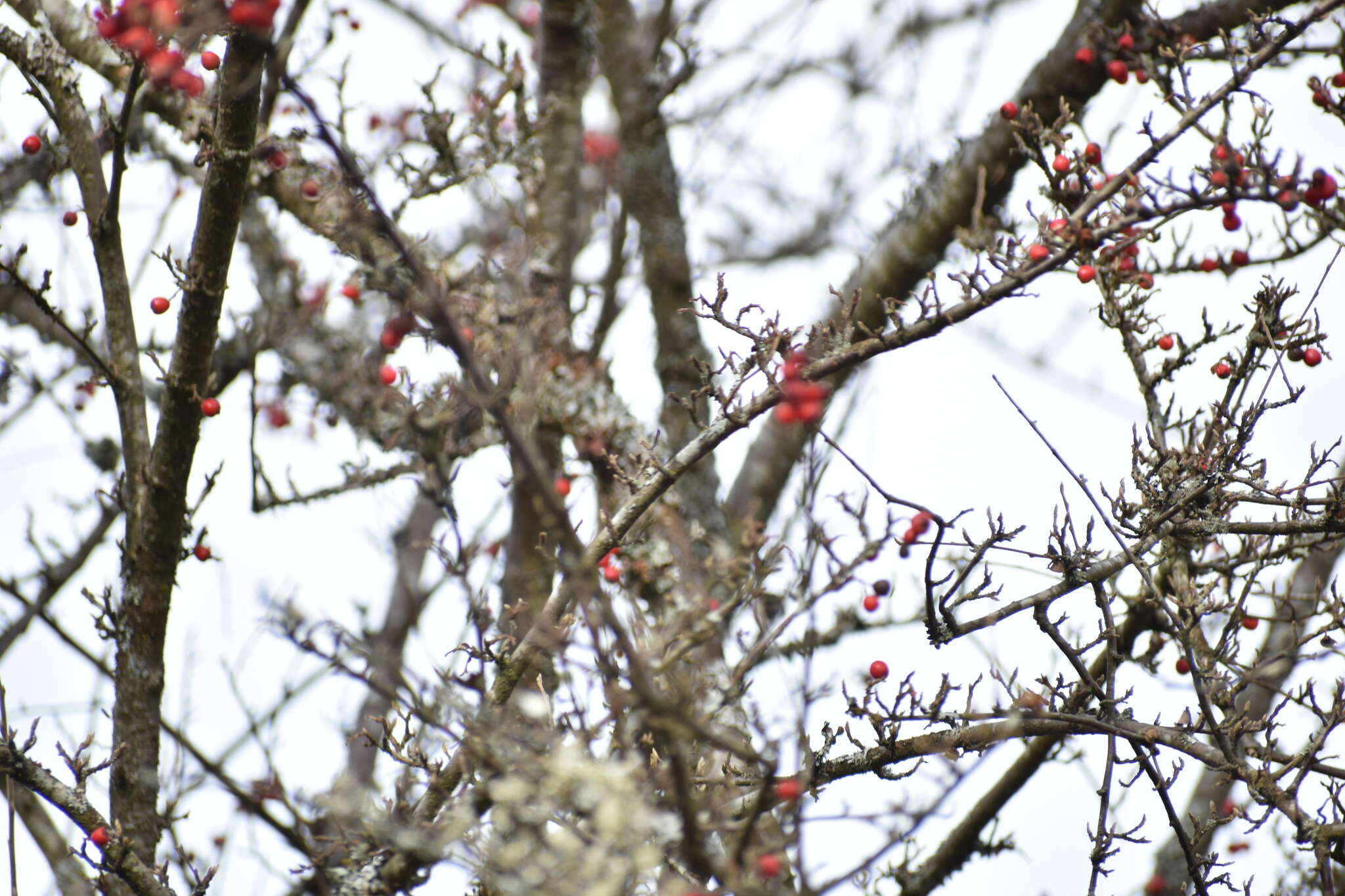 Image of Diels's cotoneaster