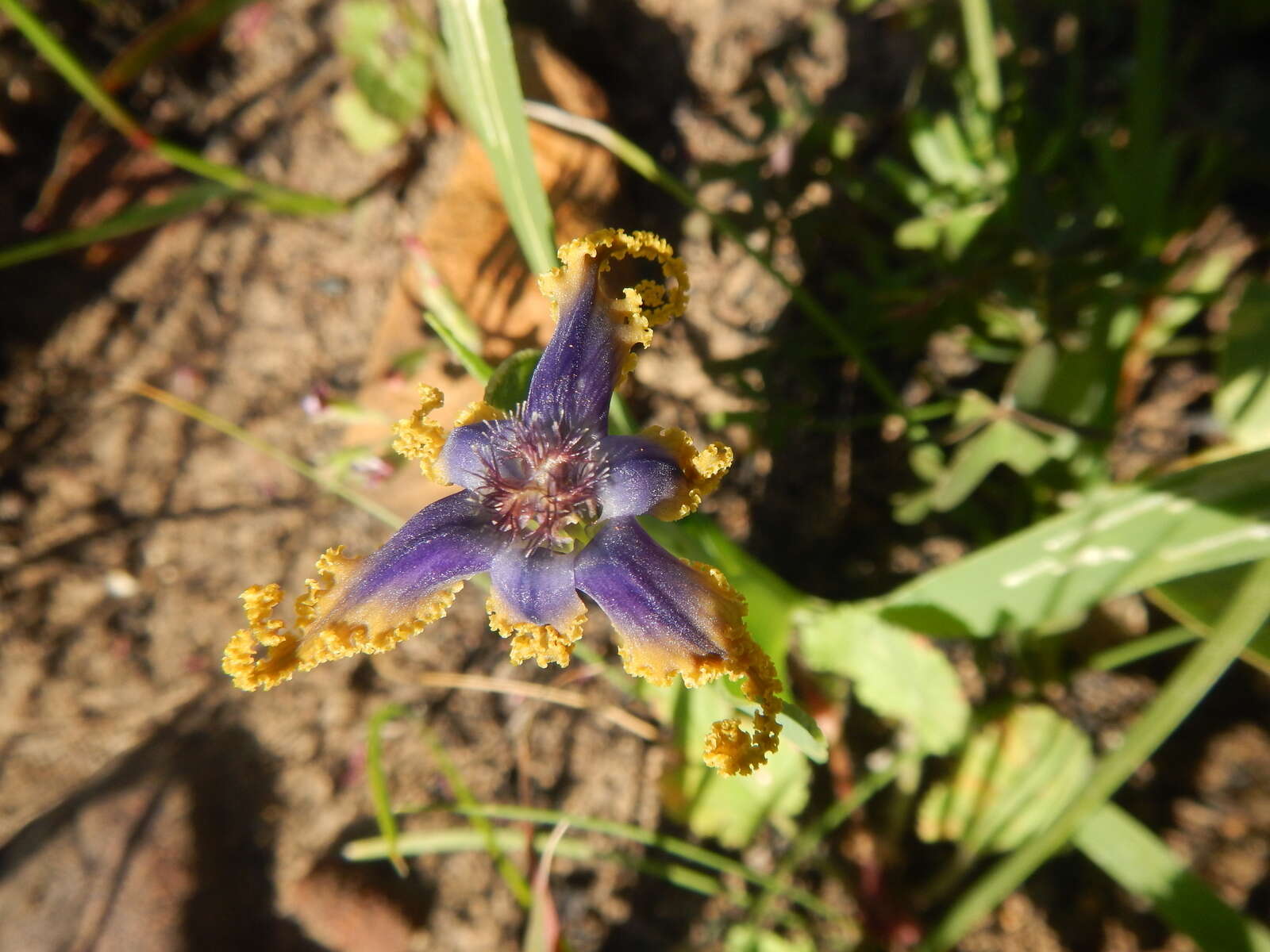 Image of Ferraria uncinata Sweet