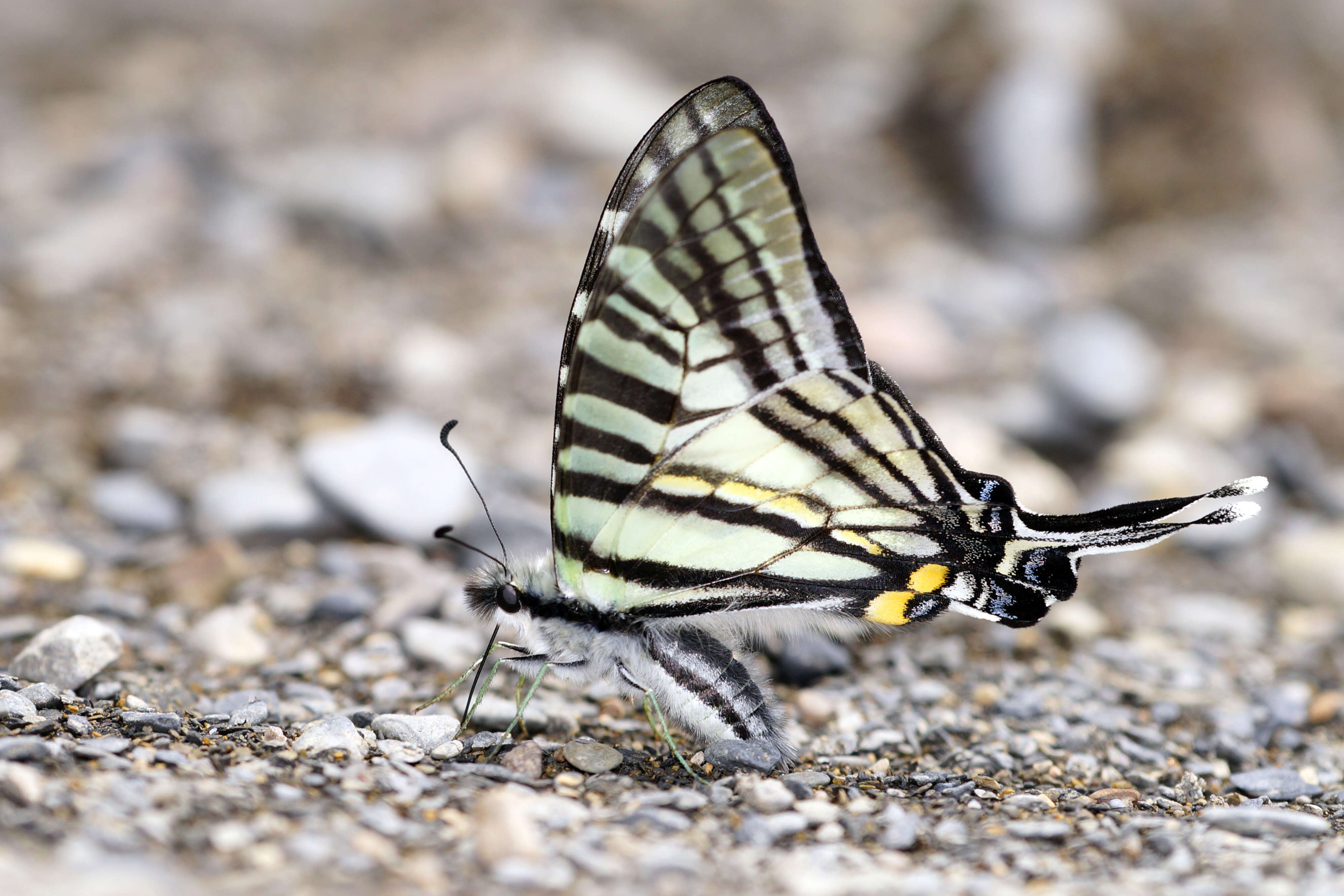 Image of Six-bar Swordtail Butterfly