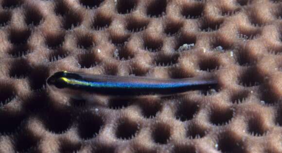 Image of Shark nose goby