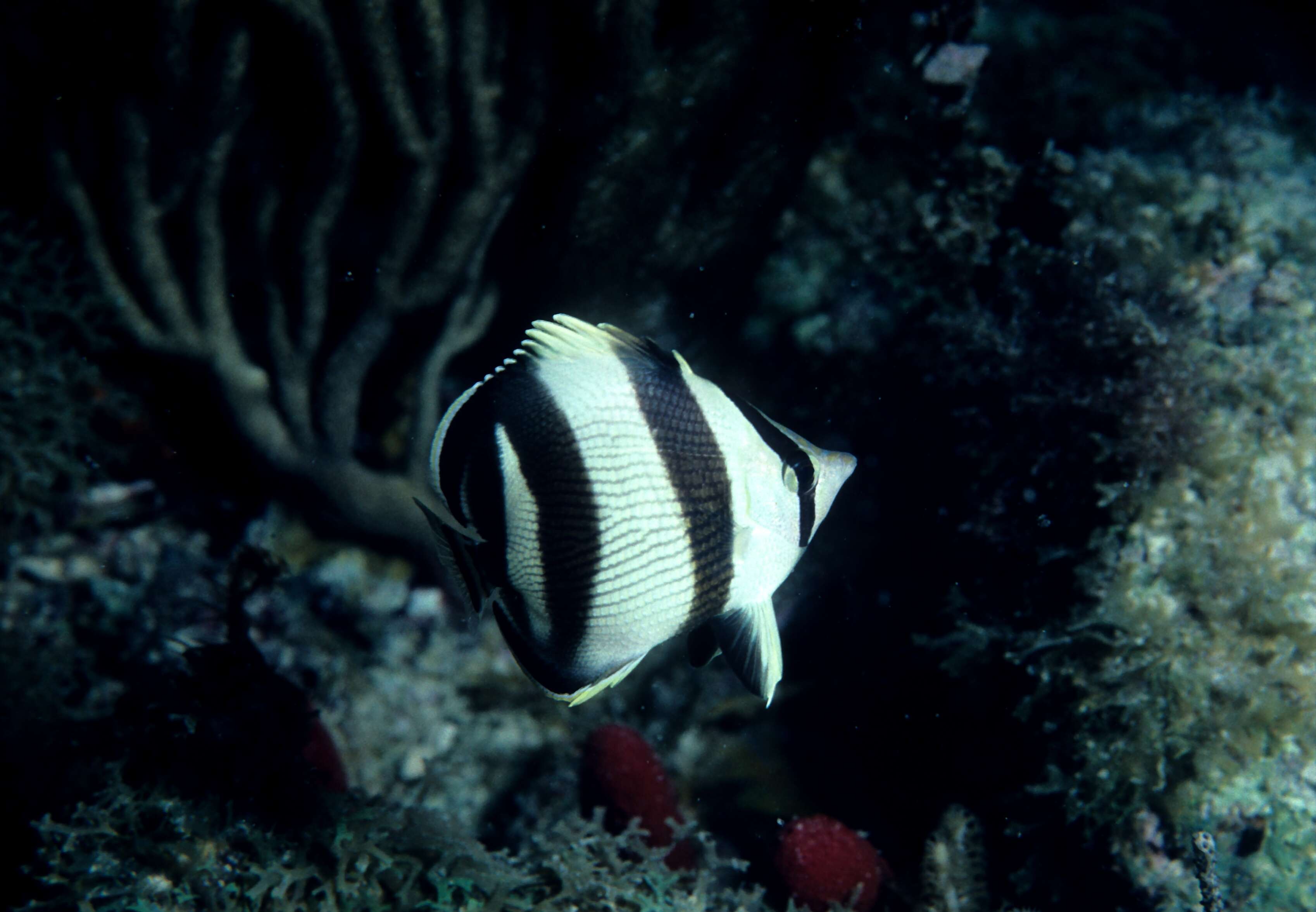 Image of Banded Butterflyfish