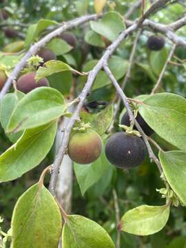 Image of Ceylon gooseberry