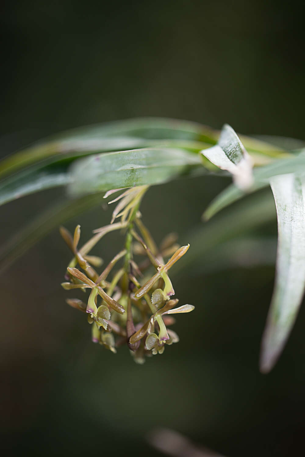 Image of Epidendrum rosilloi Hágsater