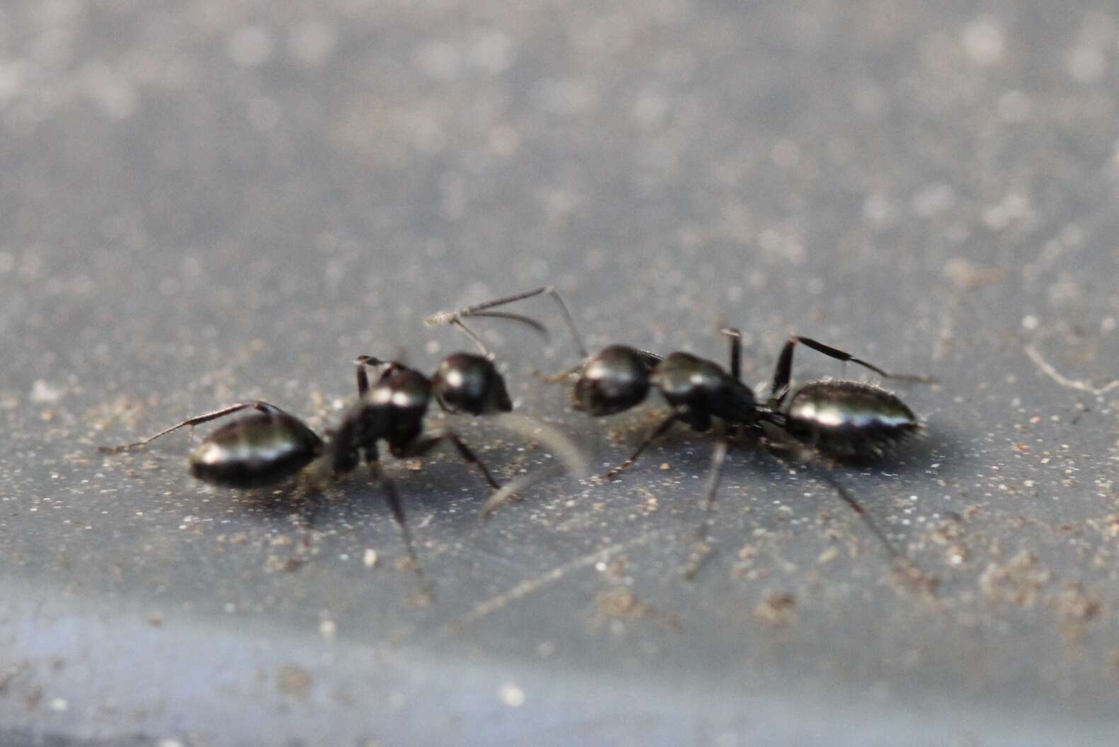 Image de Camponotus werthi Forel 1908