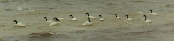 Image of Black-necked Swan