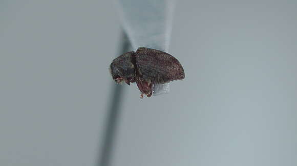 Image of Eastern Ash Bark Beetle