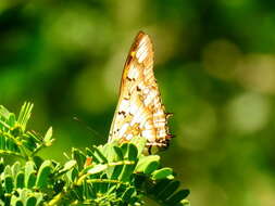 صورة <i>Charaxes <i>jahlusa</i></i> jahlusa