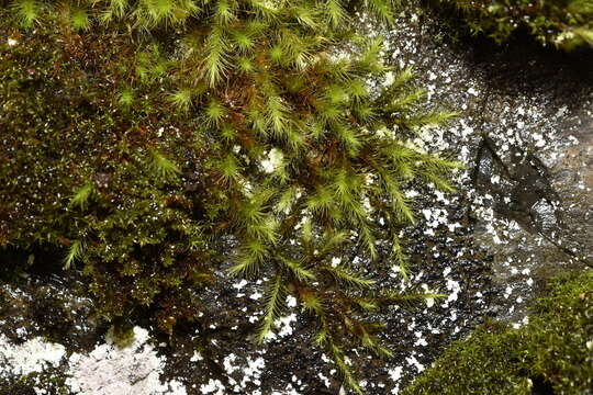 Image of Menzies' anacolia moss