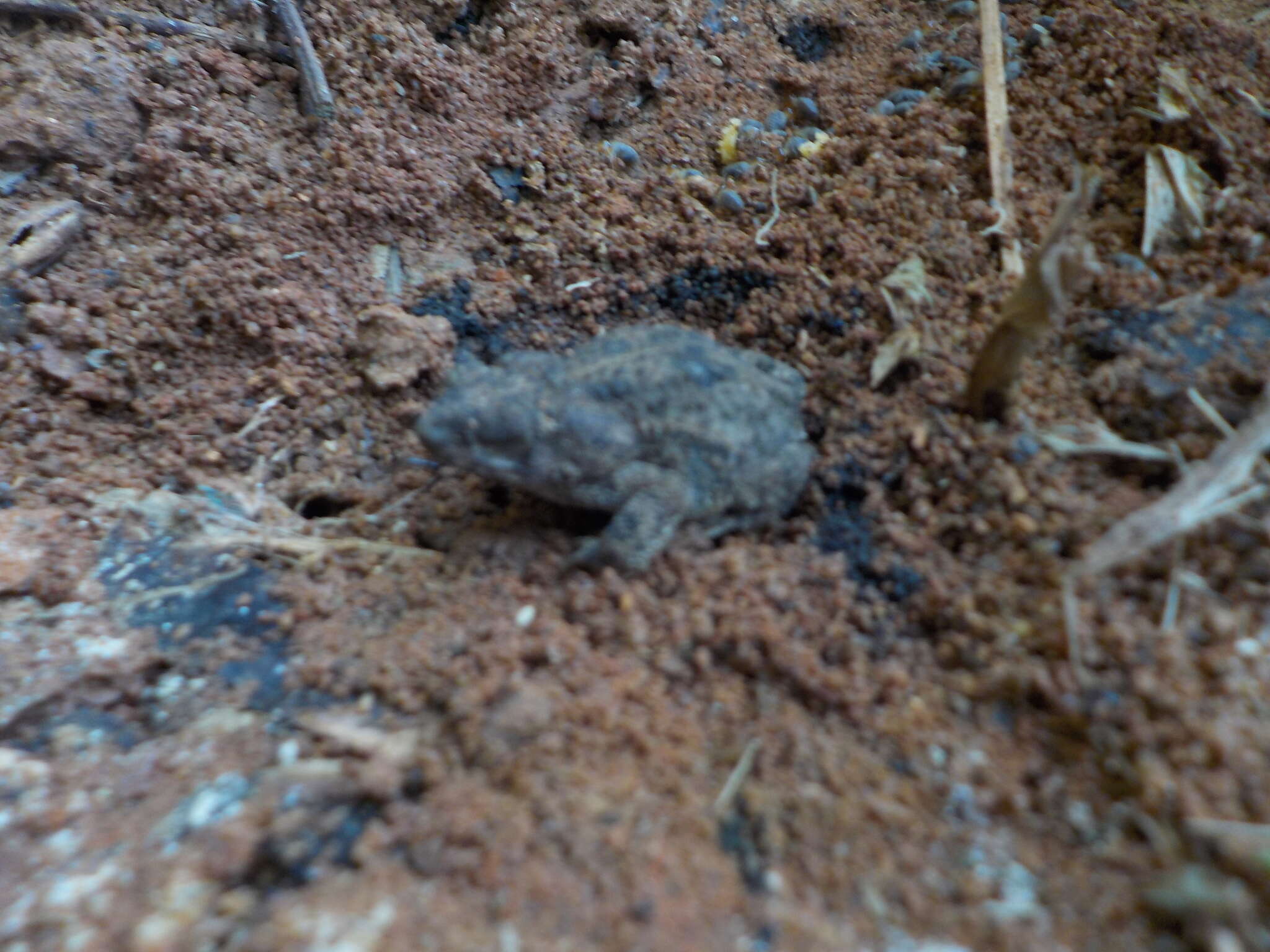 Image of Common Lesser Toad