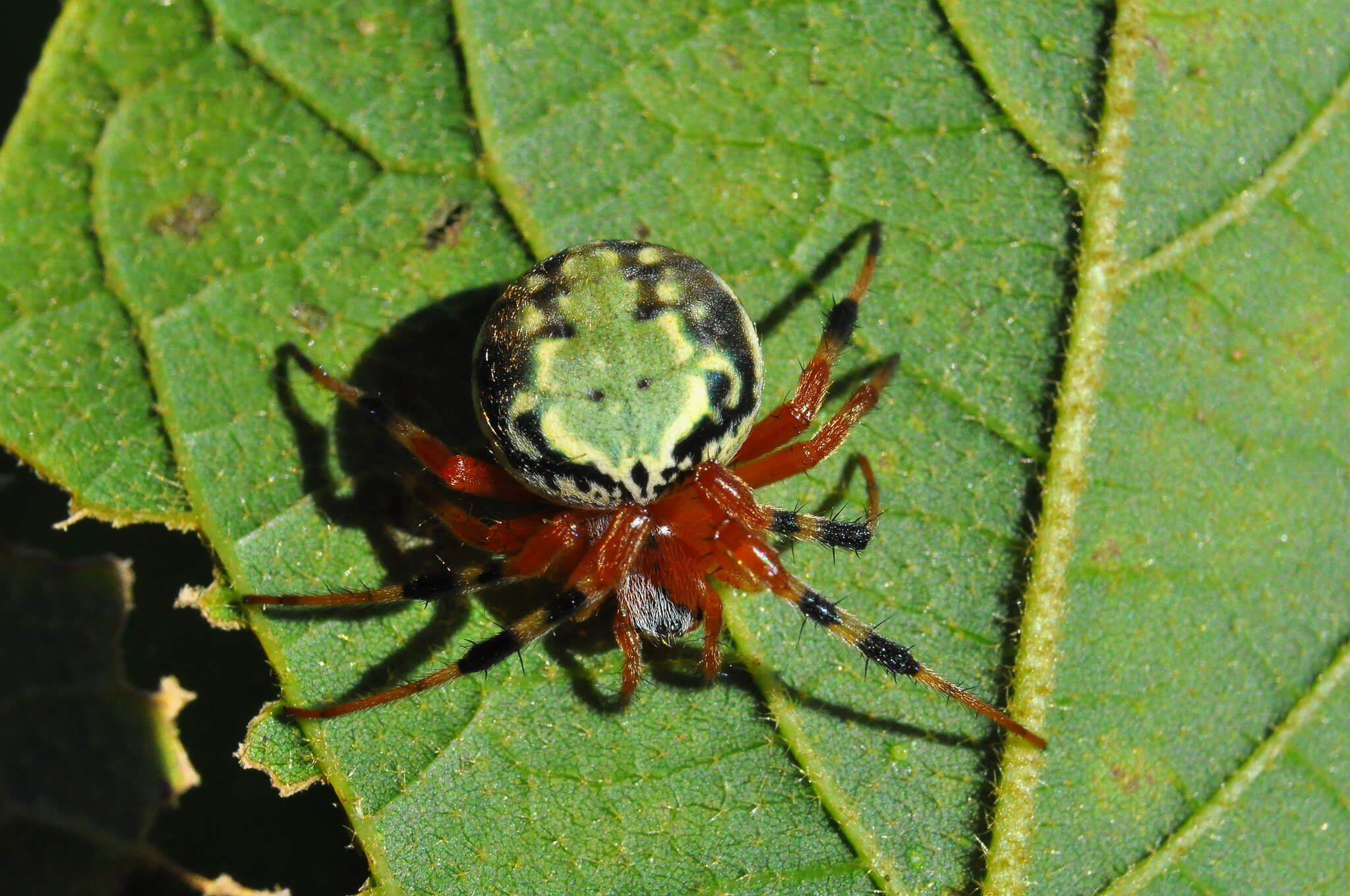 Imagem de Araneus workmani (Keyserling 1884)