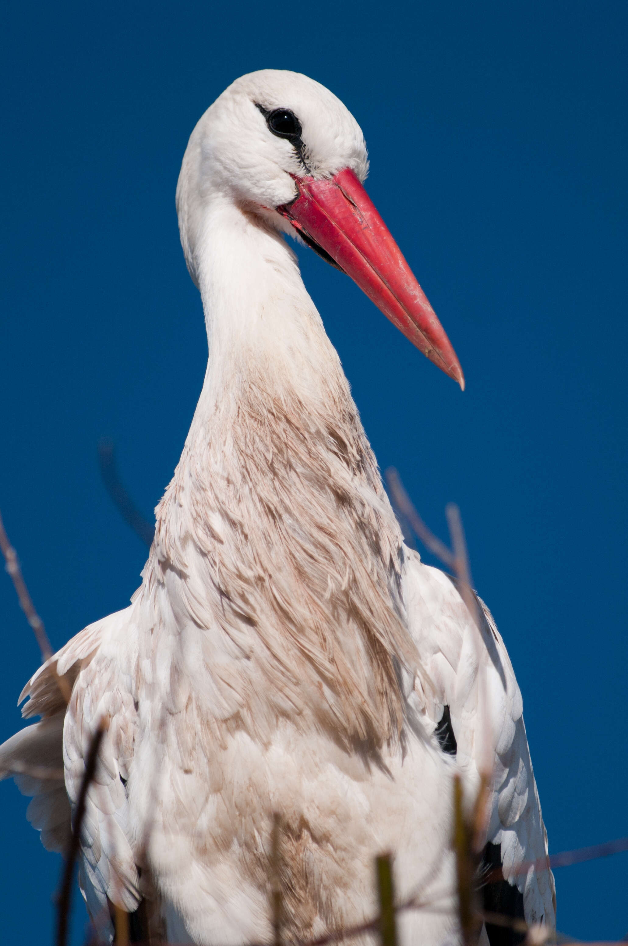 Image of Ciconia Brisson 1760