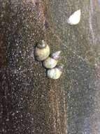 Image of Littoraria flava (P. P. King 1832)