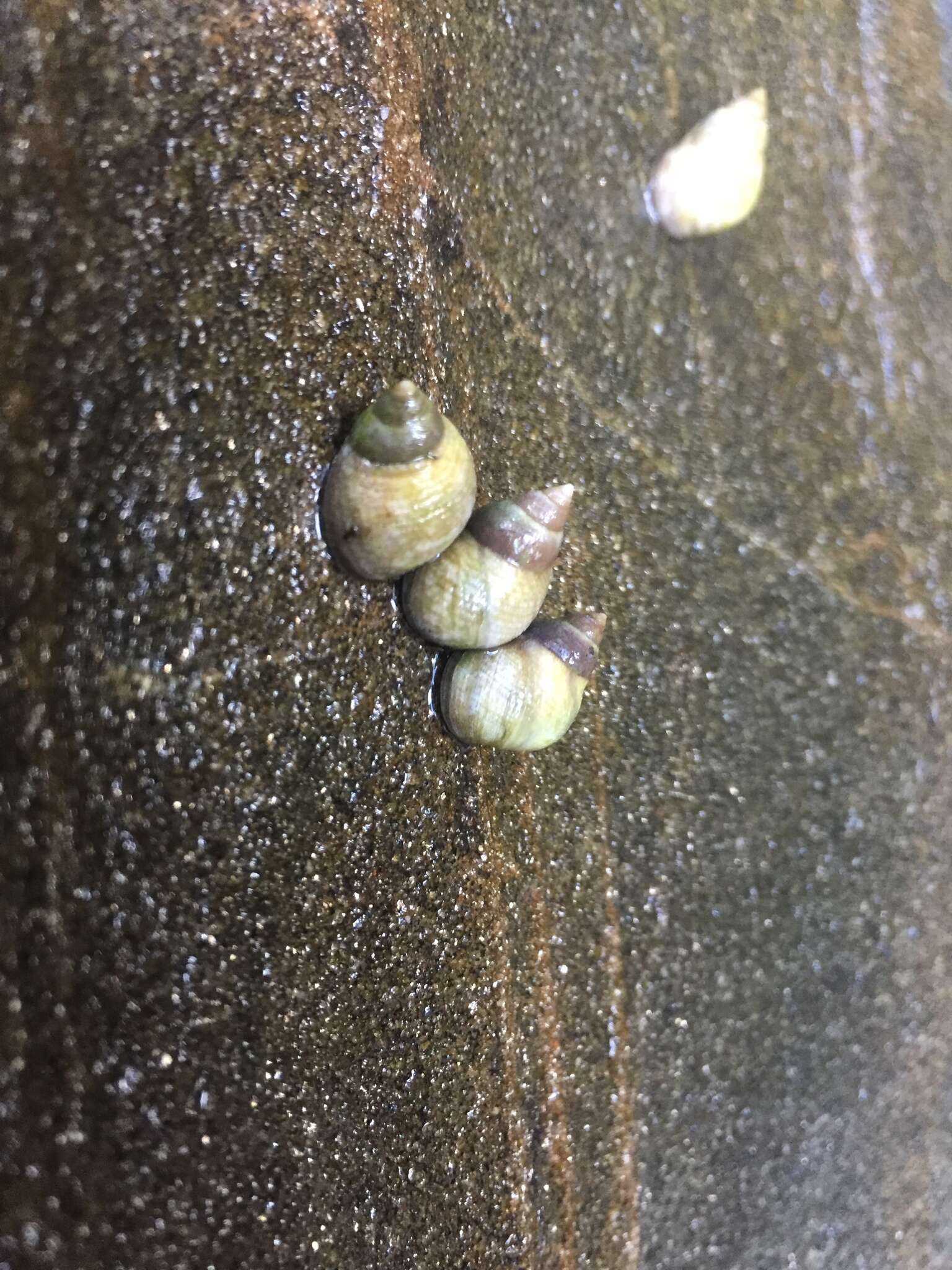 Image of Littoraria flava (P. P. King 1832)