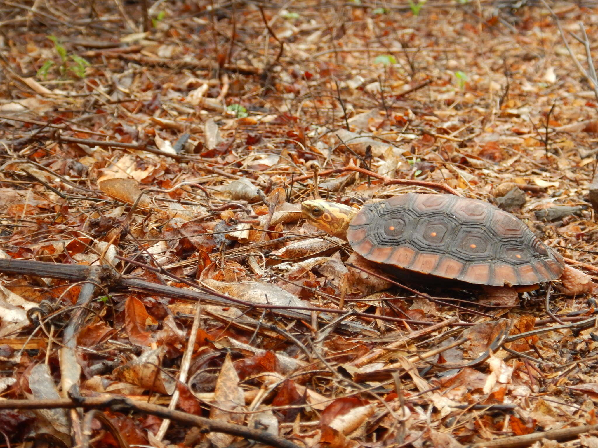 Image of Colima Wood Turtle