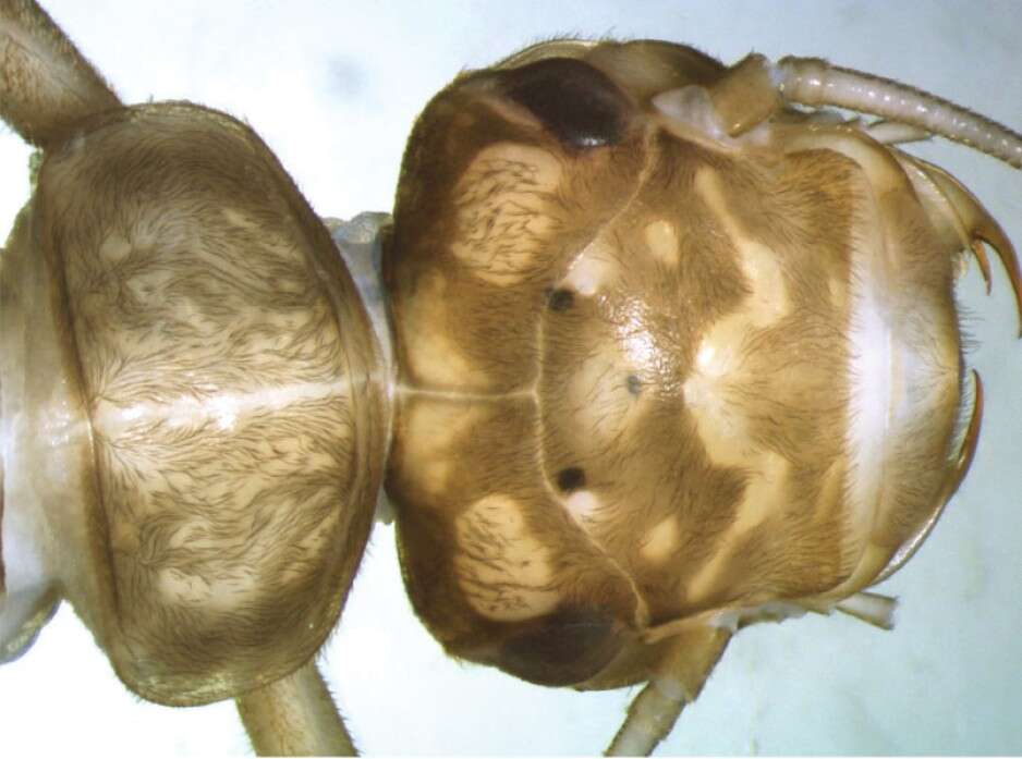 Image of Isoperla claudiae Graf & Konar 2014