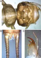 Image of Isoperla claudiae Graf & Konar 2014