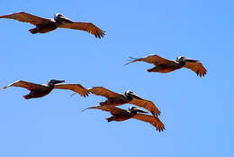 Image of pelicans