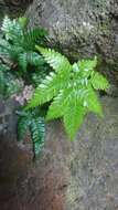 Imagem de Pteris minor (Hieron.) Y. S. Chao