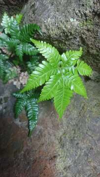 Image of Pteris minor (Hieron.) Y. S. Chao